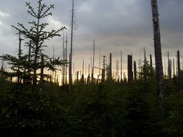Abendstimmung im Bayerischen Wald